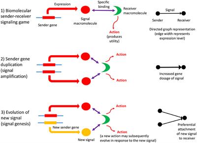 On the Origin of Biomolecular Networks